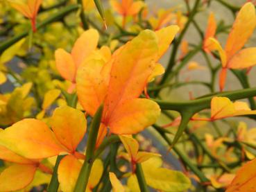 Gelb-orange Herbstfärbung der Poncirus trifoliata