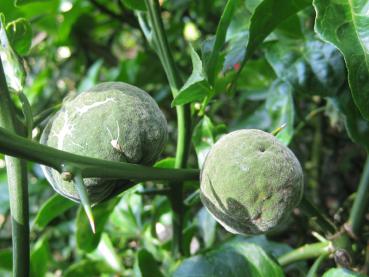 Unreife Früchte der Poncirus trifoliata