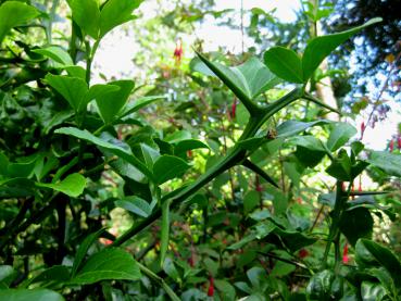 Lange harte Dornen der Poncirus trifoliata