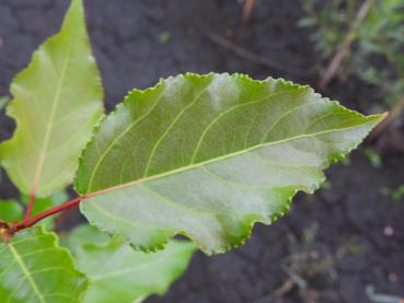 Populus berolinensis, berlinerpoppel