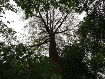 Ein Blick in die Krone einer alten, ausgewachsenen Populus nigra (Schwarzpappel)