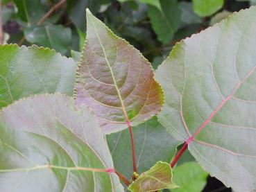 Die neuen Blätter der Schwarzpappel weisen eine leichte Rotfärbung auf.