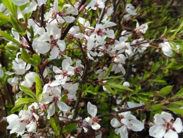 Blüten der Prunus cerasifera Harlequin