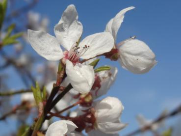 Eine Nahaufnahme der Blüte von Prunus cerasifera Harlequin