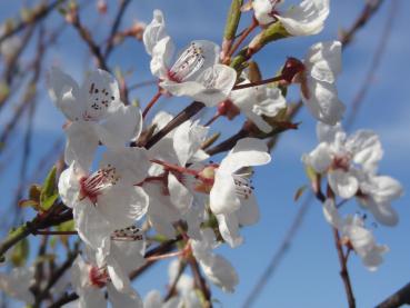 Prunus cerasifera Harlequin