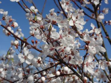 Die Knospen und Blüten der Zier-Blutpflaume (Prunus cerasifera Harlequin)