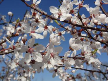 Blütenpracht im März: Prunus cerasifera Harlequin (Zierblutpflaume)