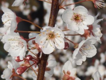 Baumschule Eggert - Blütensträucher, Baumschulen, - Prunus Heckenpflanzen Hollywood cerasifera