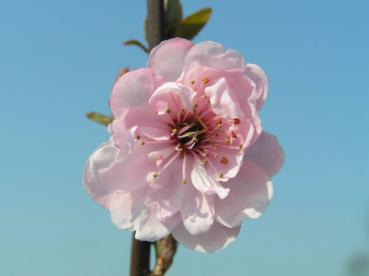 Prunus cerasifera Pleniflora, Fylldblommigt Blodplommon