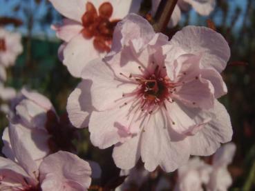 Prunus cerasifera Pleniflora, Fylldblommigt Blodplommon