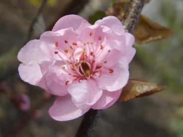 Prunus cerasifera Pleniflora, Fylldblommigt Blodplommon