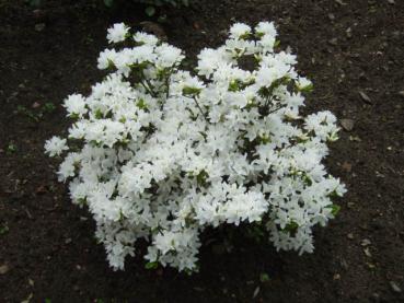 Azalea japonica Hybride weiß