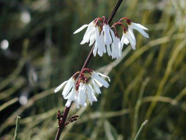 Abeliophyllum distichum - Vinterbuske