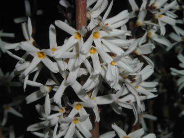 Schneeforsythie - weiße Blüten im März