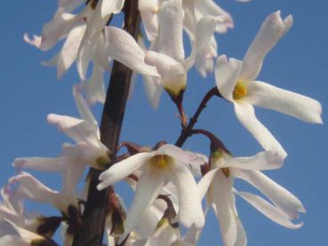Abeliophyllum distichum Blüte im März