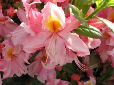 Azalea Knap Hill Hybride rosa blühend