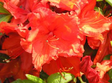 Großblumige Azalee orange-rot blühend, Azaleen verkaufen wir nur nach Farbe, daher ist das Foto nur beispielhaft