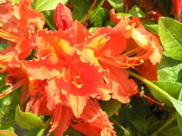 Großblumige Azalee orange blühend, Azaleen verkaufen wir nur nach Farbe, daher ist das Foto nur beispielhaft