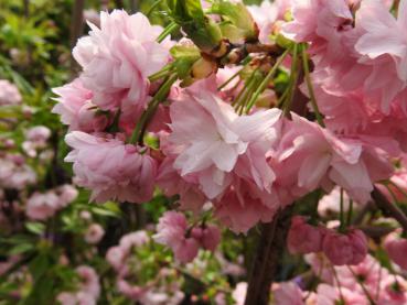 Japanskt hängkörsbär, Prunus serrulata Kiku Shidare Sakura, Körsbär Kiku shidare zakura