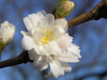 Prunus subhirtella Autumnalis in winterlicher Blüte