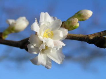 Blüht das erste Mal im Winter, Prunus subhirtella Autumnalis