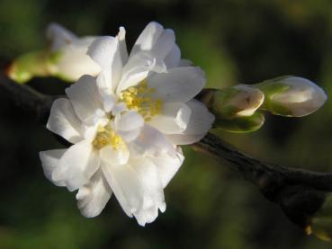 Prunus subhirtella Autumnalis - Nahaufnahme der Blüte