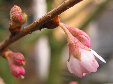 Rosa Knospen der Schneekirsche