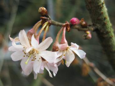 Hübsche halbgefüllte Blüten - Schneekirsche