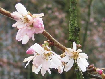 Zartrosa Blüten der Winterkirsche