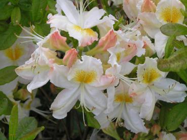 Azalea Knap Hill Hybride weiß blühend