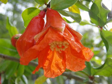Orangerote Blüte von Punica granatum