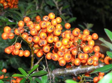 Die orange Beeren des Feuerdorns Orange Glow haften bis weit in den Winter am Strauch.