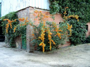 Pyracantha Orange Glow als Spalierpflanze an einer Hausecke
