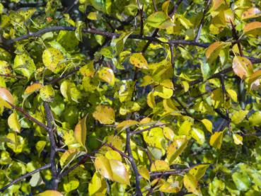 Das Laub der Wildbirne färbt sich im Herbst schön gelb