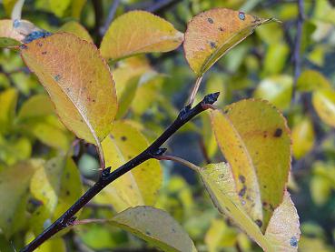 Triebspitze von Pyrus communis mit gelber Herbstfärbung