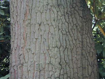 Turkisk ek, Quercus cerris