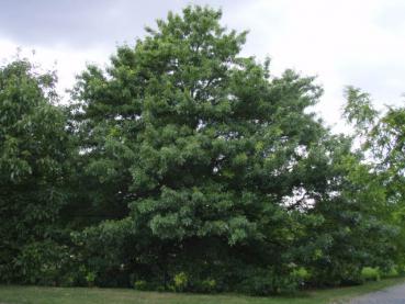 Ältere Einzelpflanze von Quercus coccinea