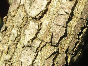 Typische Rinde bei Quercus coccinea