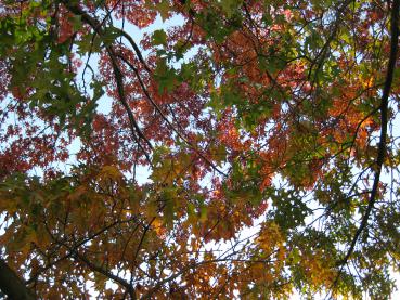 Beginnende Herbstfärbung bei der Scharlacheiche