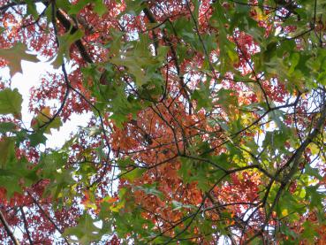 Grüne und rote Blätter der Scharlacheiche im Herbst