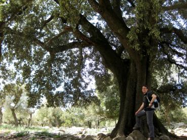 Alte Quercus ilex in Spanien