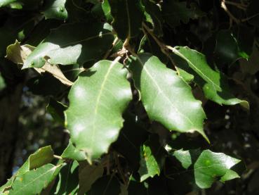 Ilexartige Blätter der Quercus ilex