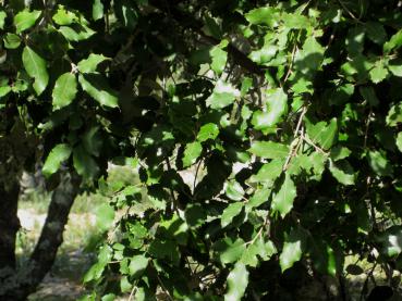 Stenek, Quercus ilex