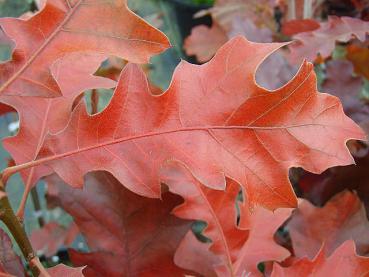 Anfang November: Quercus velutina im tollen Herbstkleid