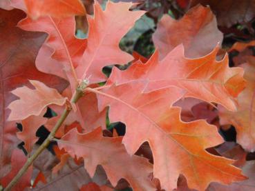 Atemberaubende Herbstfärbung der Quercus velutina