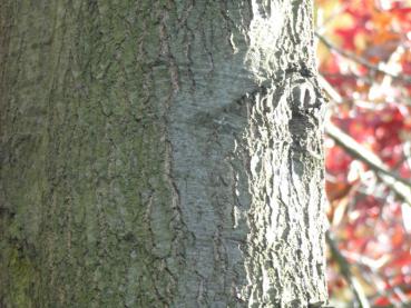 Stamm von Quercus velutina