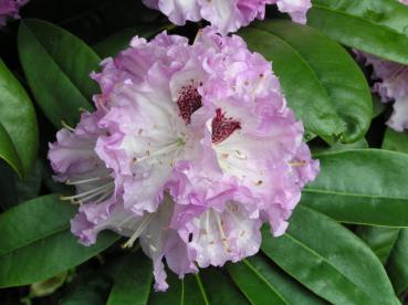 Hybridrododendron Blue Peter, Rhododendron Blue Peter