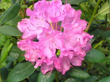 Rosa Blüte der Alpenrose Roseum Elegans