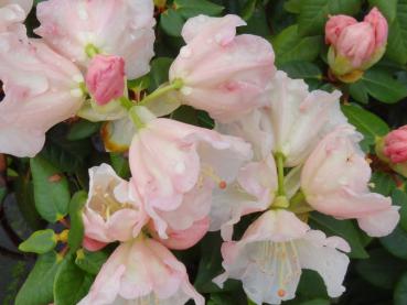 Blüte vom Rhododendron Gartendirektor Rieger