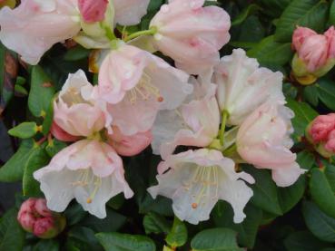 Blüte der Alpenrose Gartendirektor Rieger